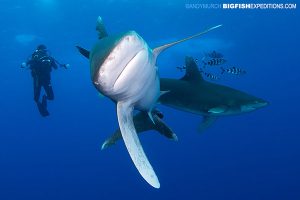 Diving with Oceanic Whitetip Sharks