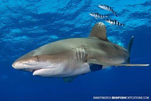 Oceanic Whitetip Shark Diving