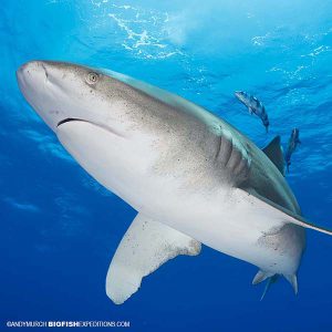 Oceanic Whitetip Shark Diving