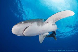 Oceanic whitetip shark overhead