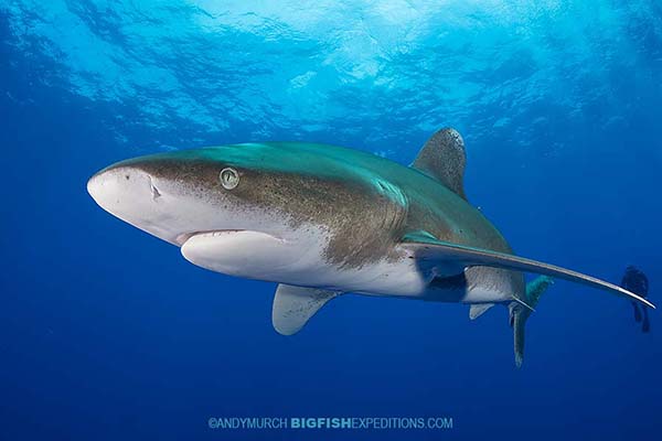 Oceanic Whitetip Shark