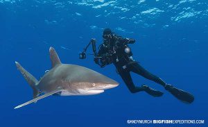 Photographing oceanic whitetip sharks