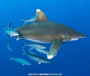 Oceanic whitetip shark