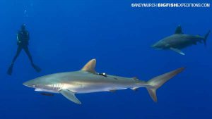 Oceanic whitetip shark