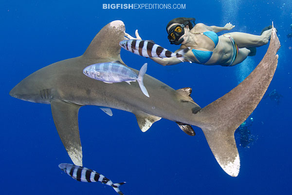 Oceanic whitetip shark diving on Cat Island, Bahamas