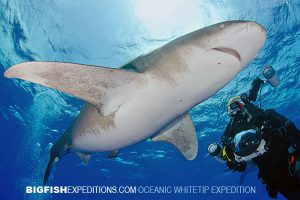 Oceanic Whitetip Diving