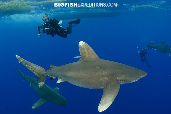 Oceanic whitetip shark diving on Cat Island, Bahamas