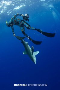 Tonic immobility in oceanic whitetip shark diving on Cat Island, Bahamas