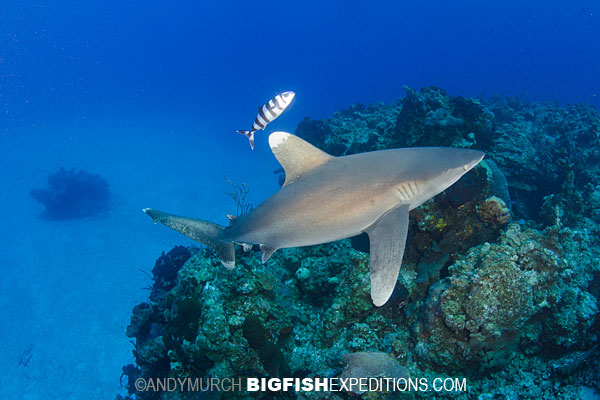 Oceanic Whitetip Diving