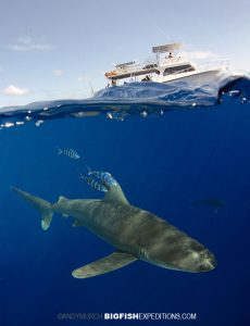 Oceanic Whitetip Diving