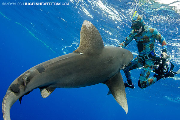 diver on the surface fending off a shark attack
