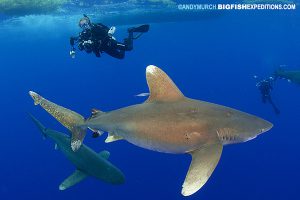 oceanic whitetip shark diving at Cat Island, Bahamas