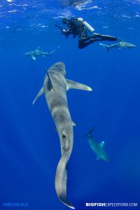 Oceanic Whitetip Diving