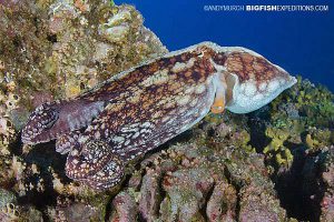 Octopus at Socorro Island