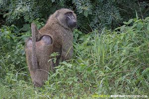 Olive baboon at Murchison Falls National Park