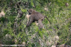 Olive Baboon hunting