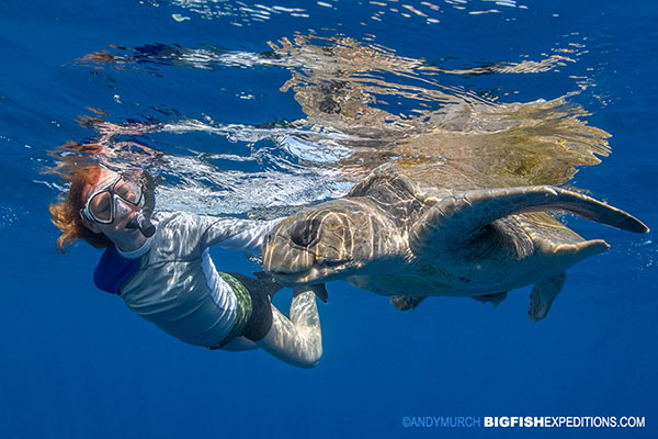 Snorkelling with an olive ridley sea turtle.