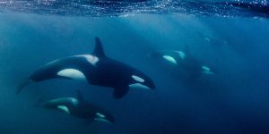 Orcas Snorkeling