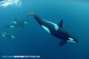 Snorkeling with Orcas