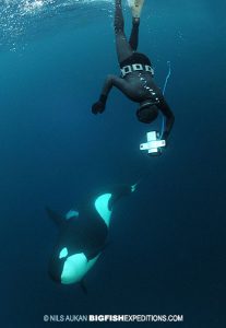 dive with a killer whale