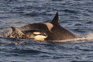 Orca mother and calf in Norway