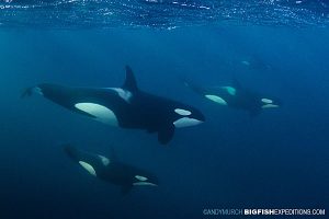 Orca Pod Diving