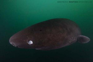 Pacific sleeper shark