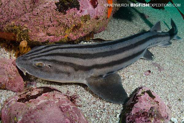 Pyjama Catshark