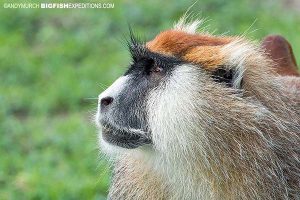 Patas Monkey in Murchison Falls National Park. Uganda Safari