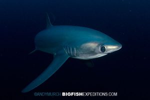 thresher shark diving