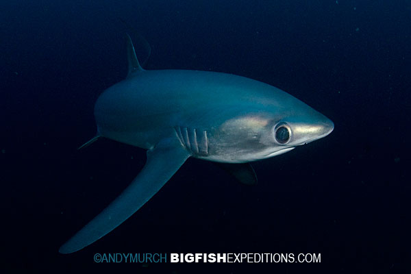 thresher shark diving