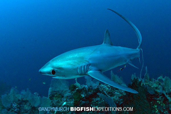 Pelagic Thresher Shark