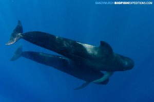 Pilot whales diving