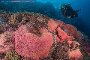 diving with giant pink sponges in the sea of cortez