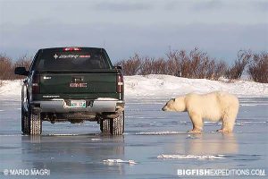 Polar bear and Truck on the tundra trip