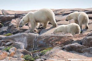 Polar Bear watching in Churchill. Canada.