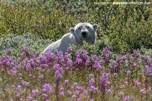 Polar Bear in Fire Weed, Churchill Manitoba.