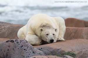 Polar Bear trip in Churchill