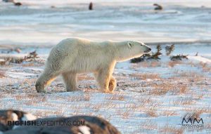 Polar Bear photography in Churchill, Canada.