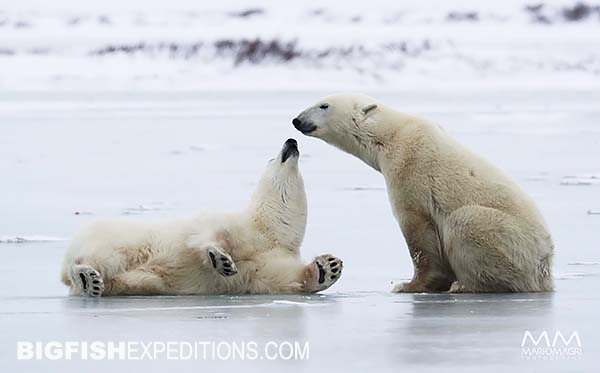 Polar Bears on ice in the tundra