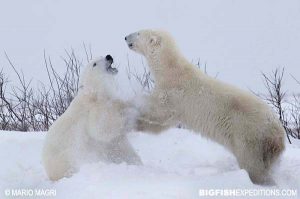 Walking with polar bears in Canada