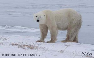 Polar Bear Photography Trip