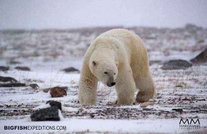 Polar Bear Tundra Trip