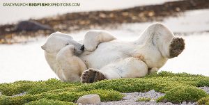 A polar bear relaxing on the tundra