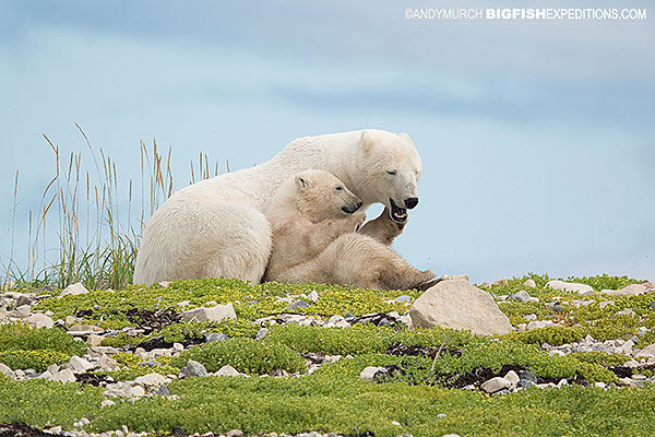 Polar bear mother and cub in Churchill, Canada