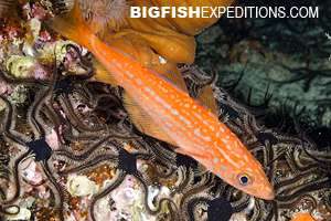 Fish of Norway Scuba Diving