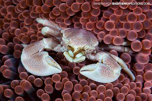 spotted porcelain crab in anemone in the philippines