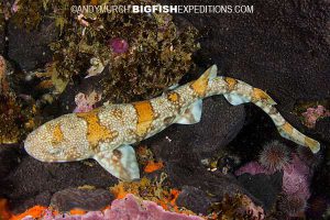 Puffadder Shyshark