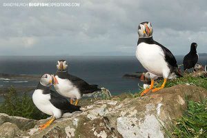 Puffins on the Isle of Lunga