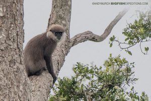 Leaf Eater Monkey Sri Lanka Safari